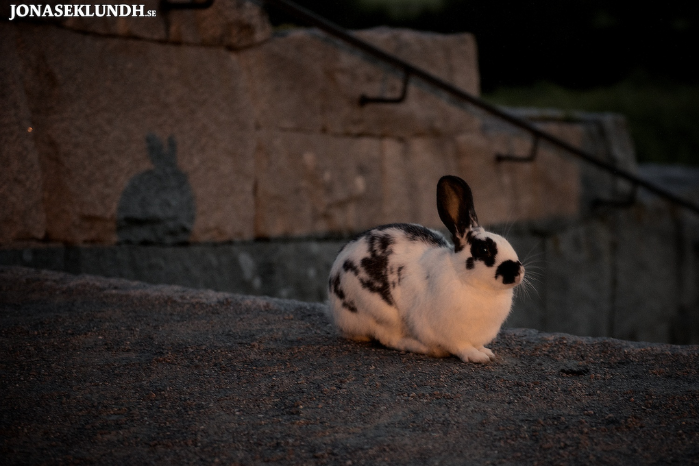 Bunny ears!