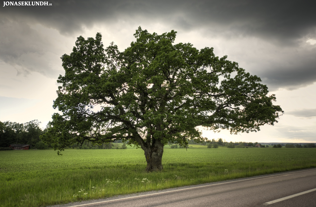 Lonely tree